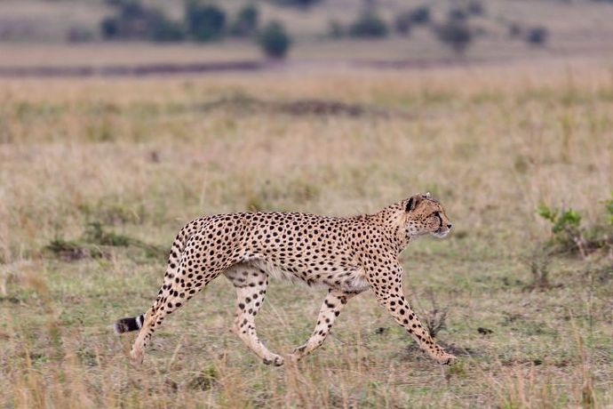 cheetah-7383852__480