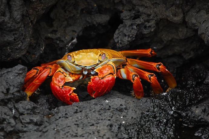 crab-63084__480