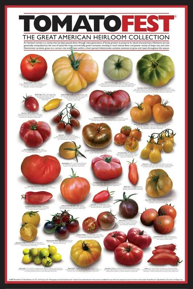 植物学分类：西红柿是水果；烹饪分类：西红柿是蔬菜